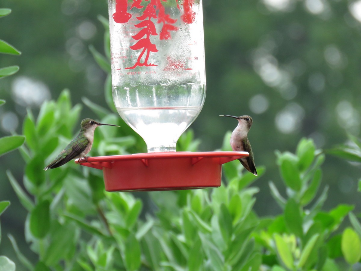Ruby-throated Hummingbird - ML595981961