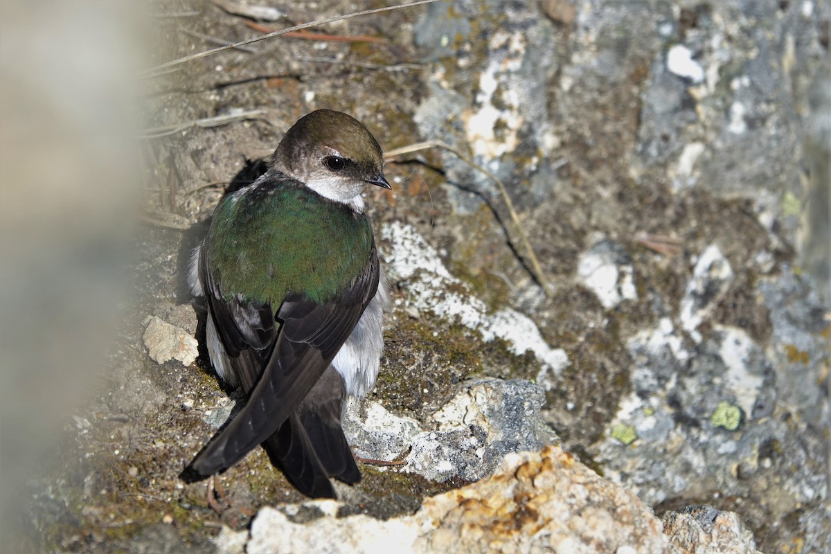 Violet-green Swallow - ML595982491