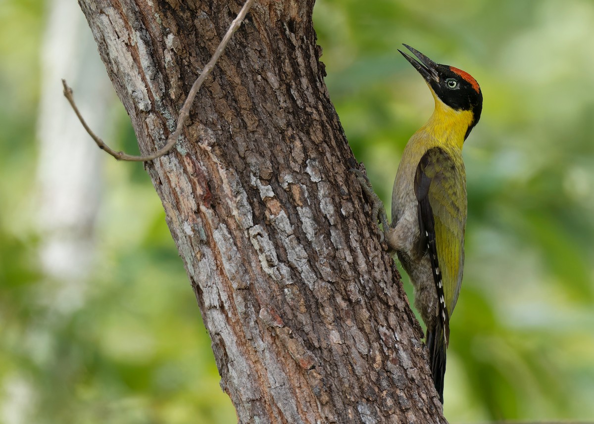 Black-headed Woodpecker - ML595982631