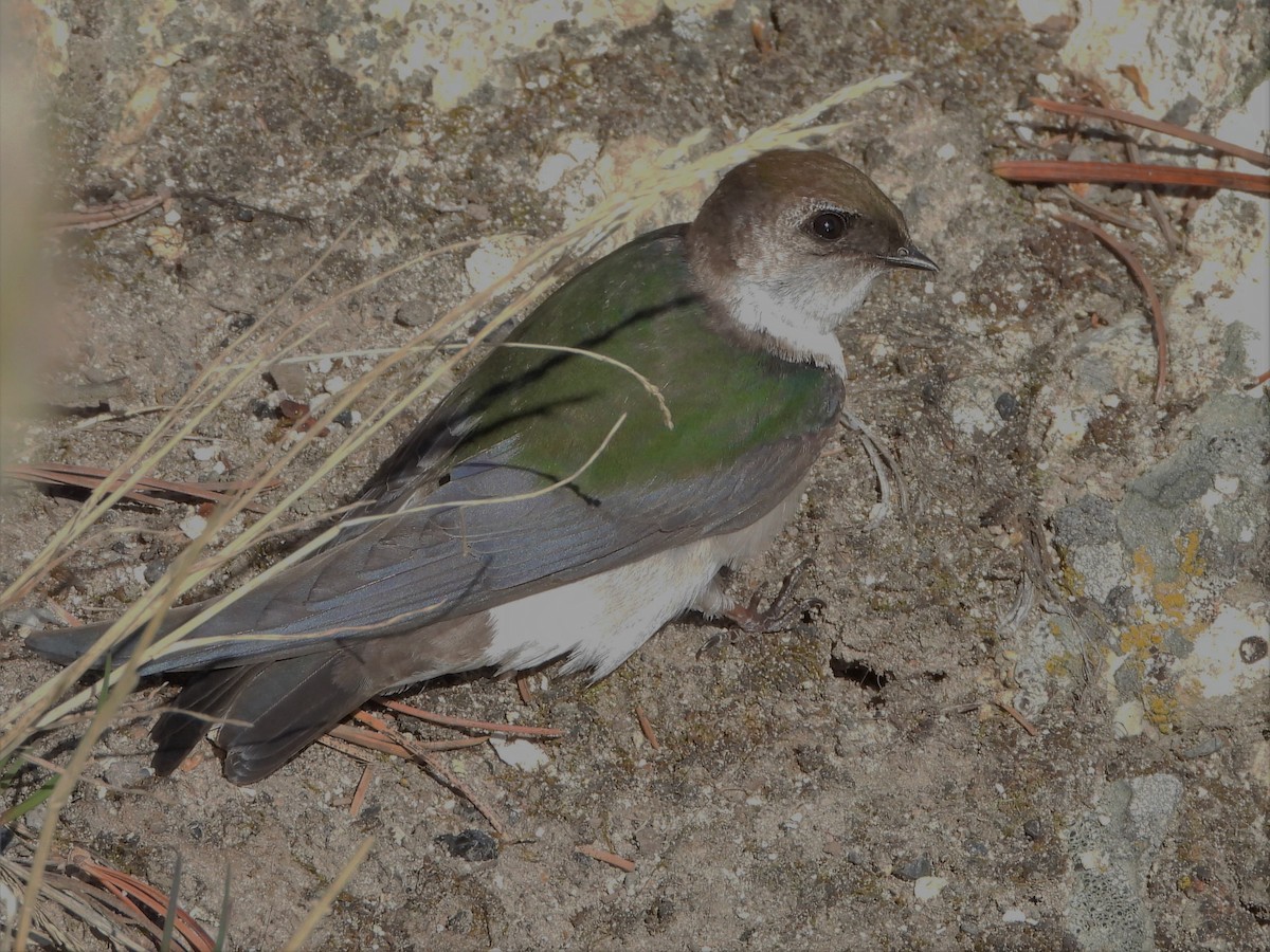 Violet-green Swallow - ML595983131