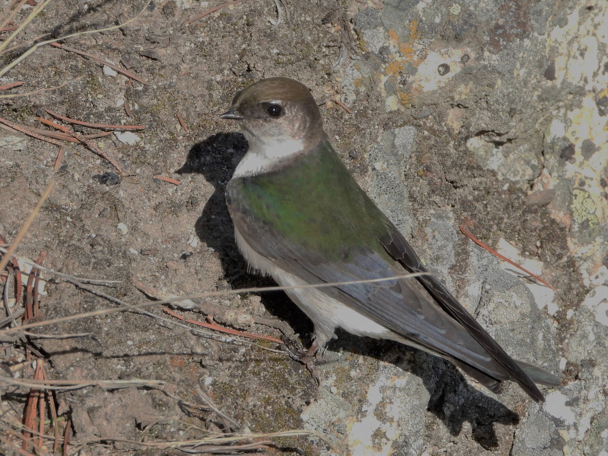 Violet-green Swallow - ML595983141