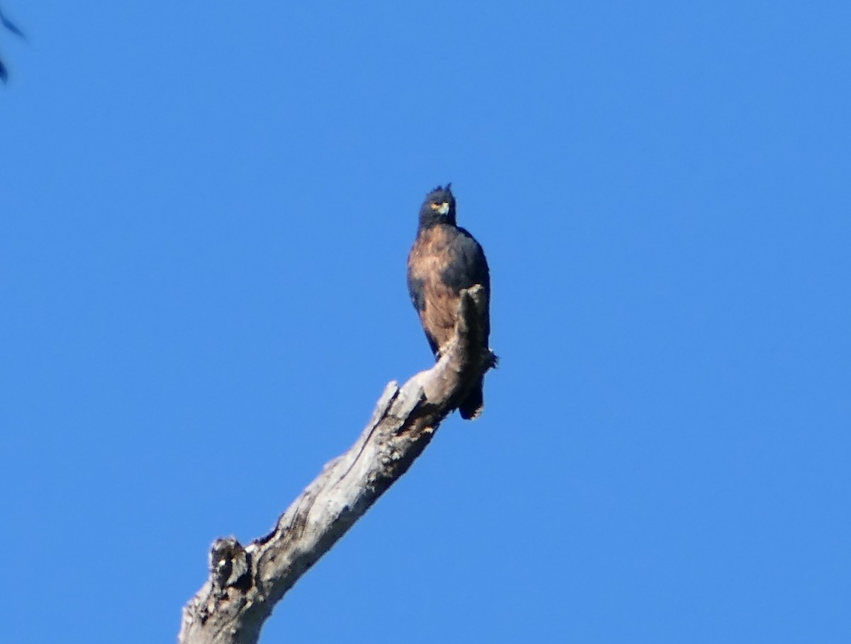 Black-and-chestnut Eagle - ML595985391