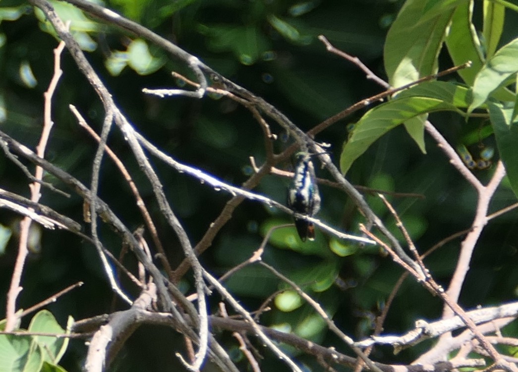 Rufous-tailed Hummingbird - ML595987721