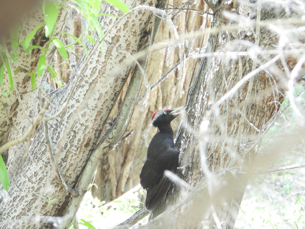 Black Woodpecker - ML595989351