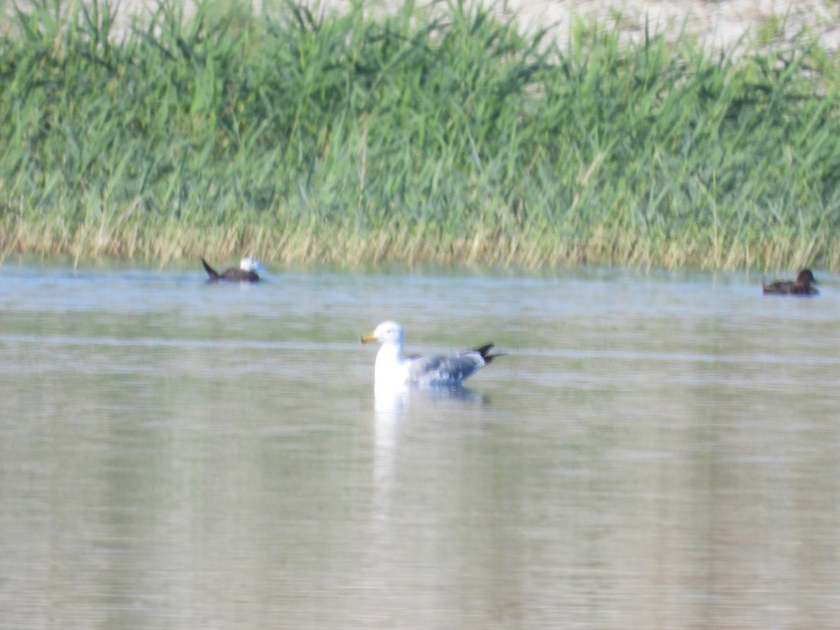Herring Gull (Mongolian) - ML595991141