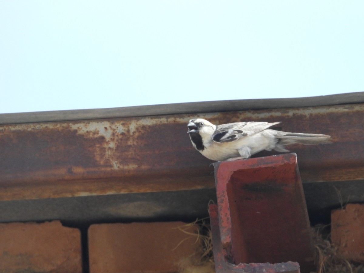 Saxaul Sparrow - ML595992671