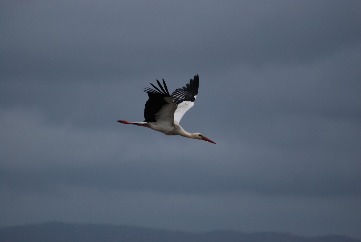 White Stork - ML595993491
