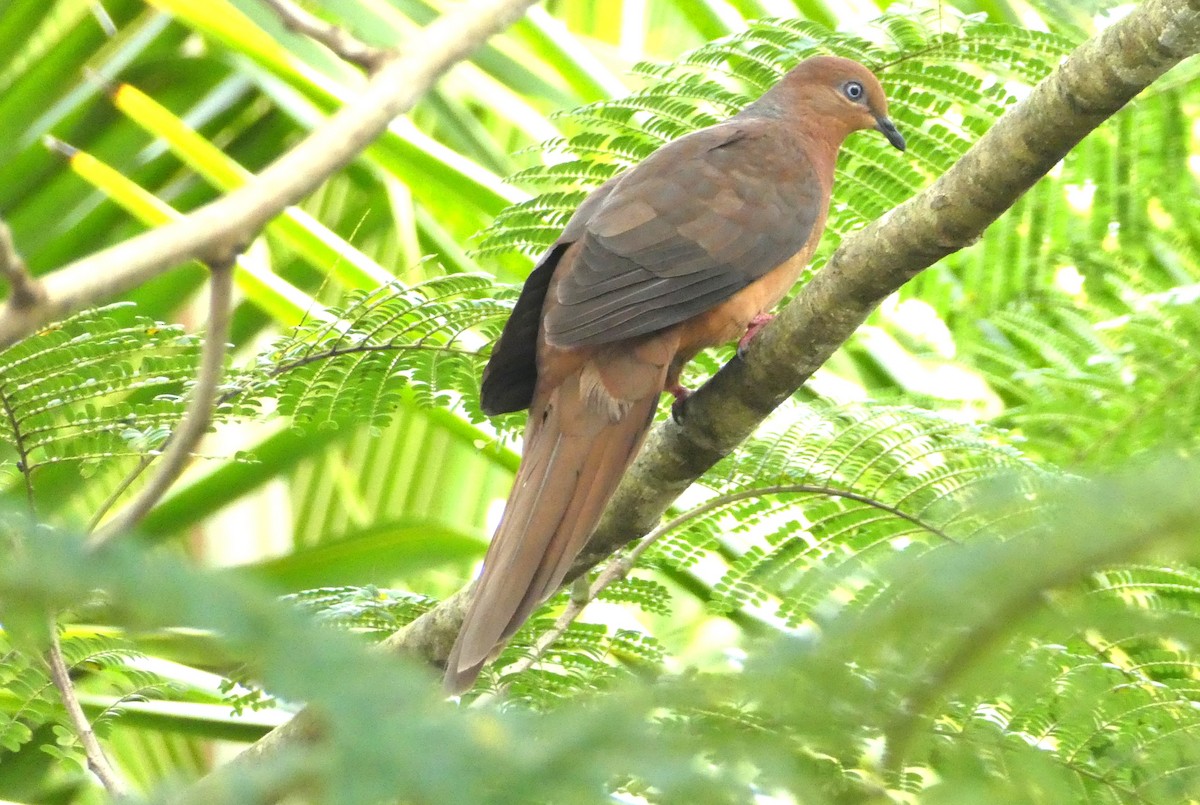 Brown Cuckoo-Dove - ML595996061