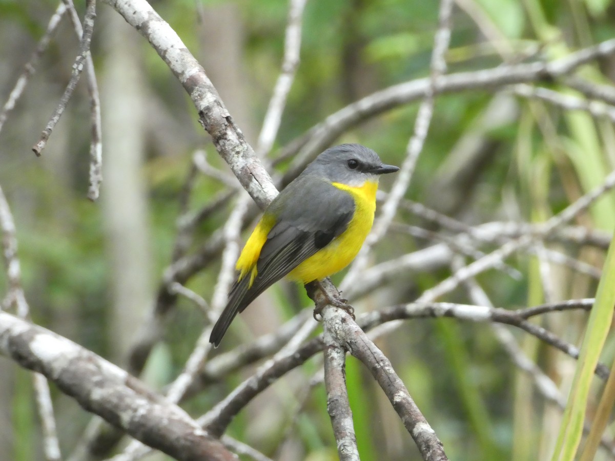 Eastern Yellow Robin - Maxwell Hipworth