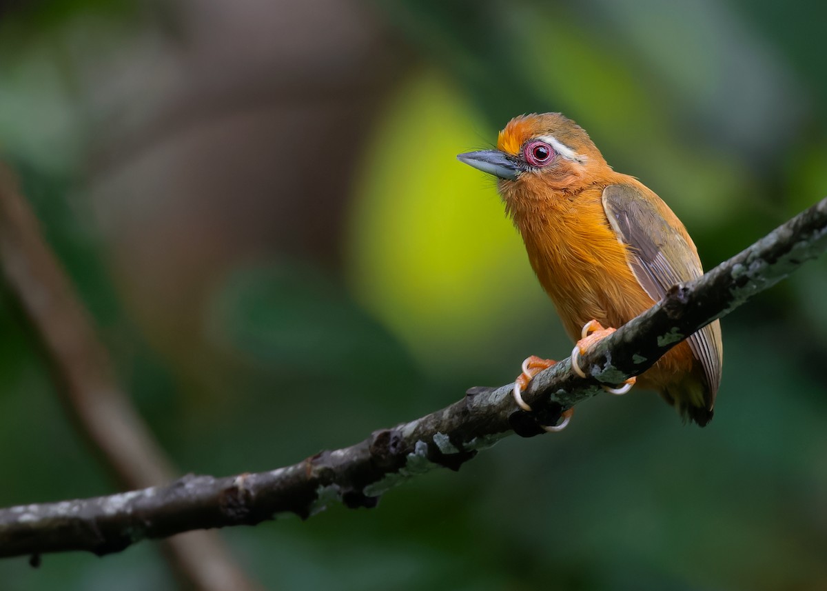 White-browed Piculet - ML595996801