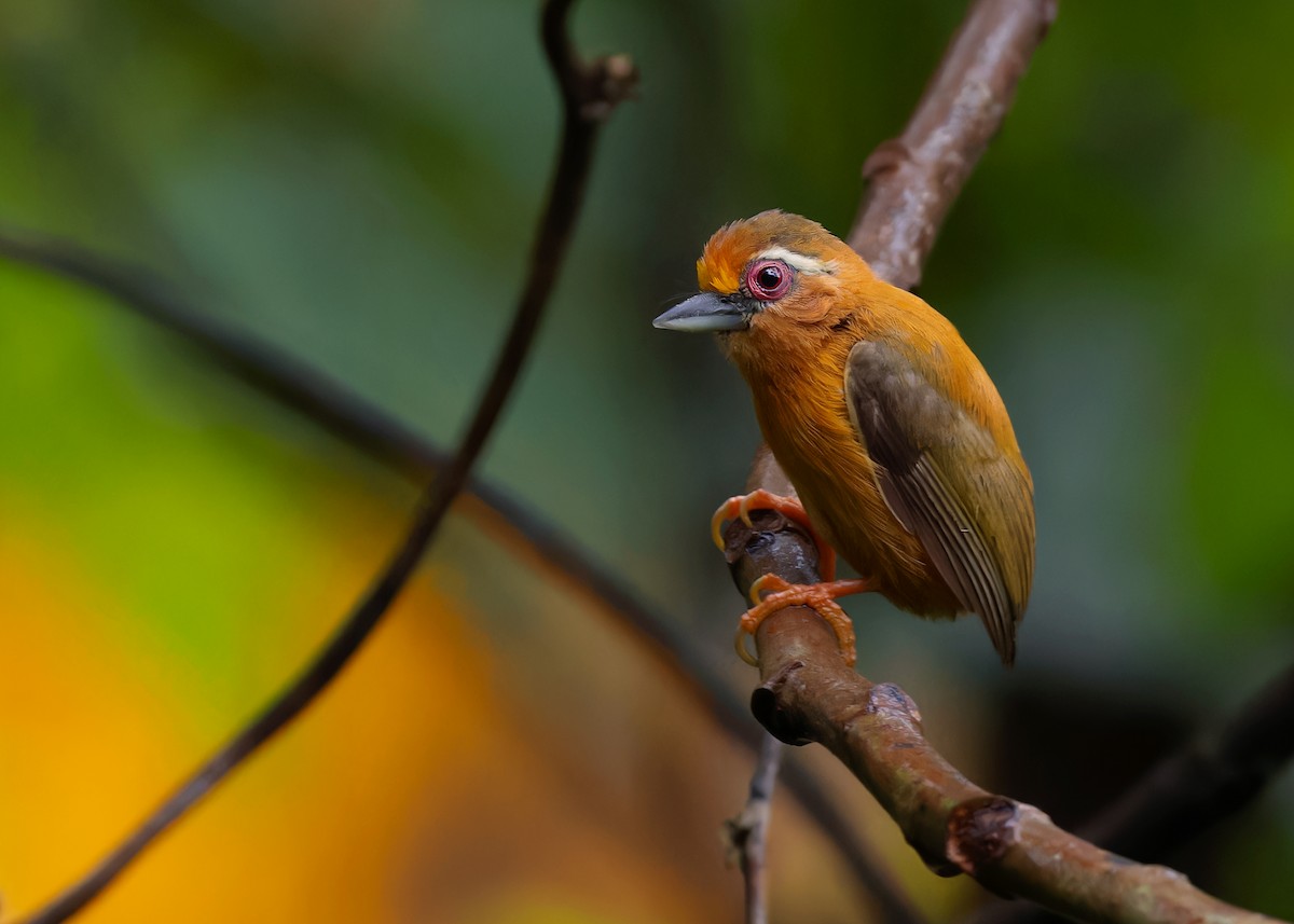 White-browed Piculet - ML595996821