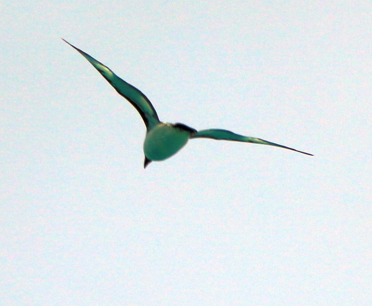 Albatros Ojeroso - ML596001721