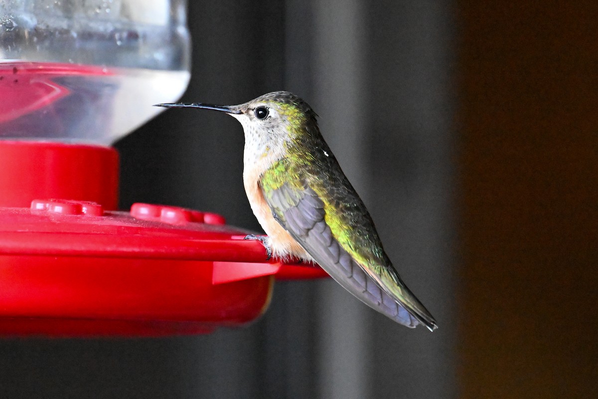 Broad-tailed Hummingbird - ML596002361