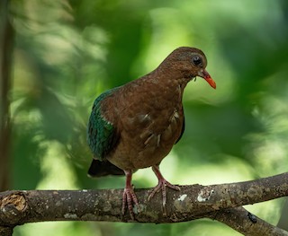 Asian Emerald Dove, ML596003931