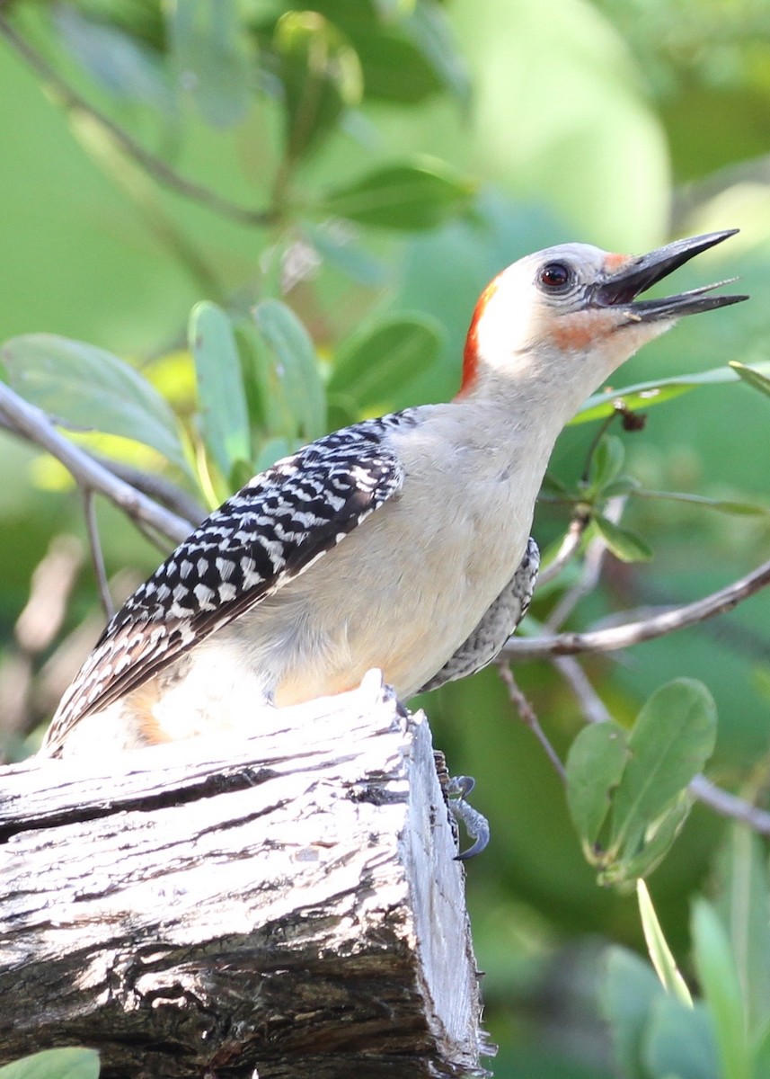 Red-bellied Woodpecker - Aaron Yappert