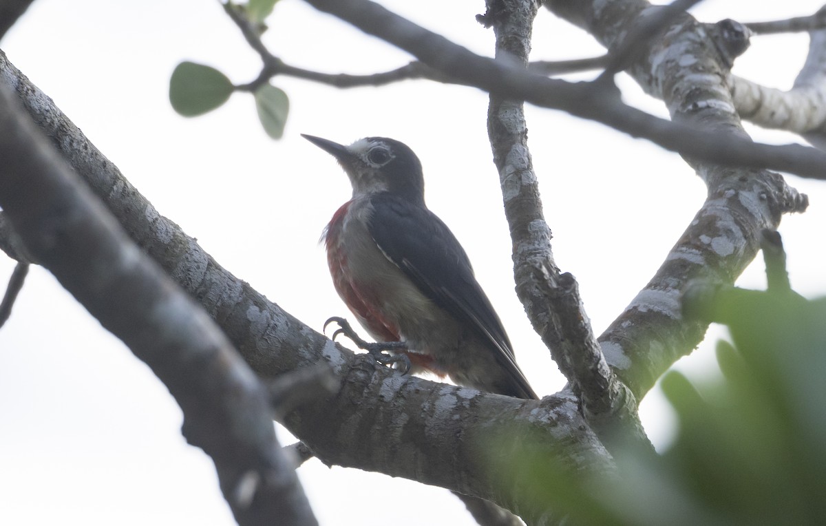 Puerto Rican Woodpecker - ML596006321