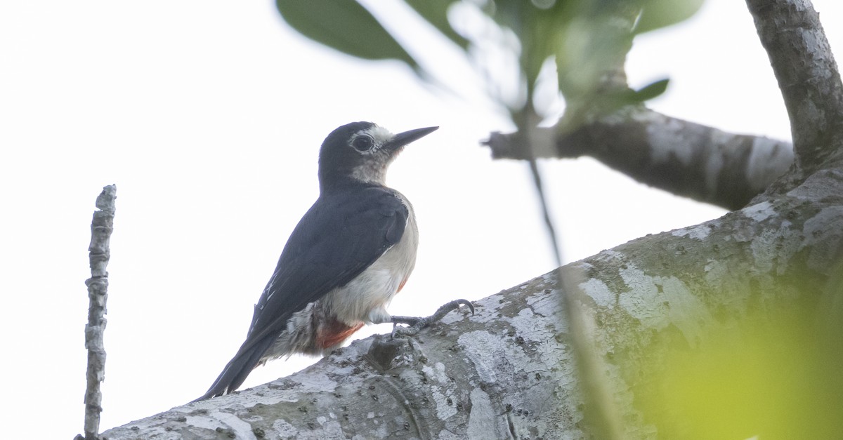 Puerto Rican Woodpecker - ML596006331