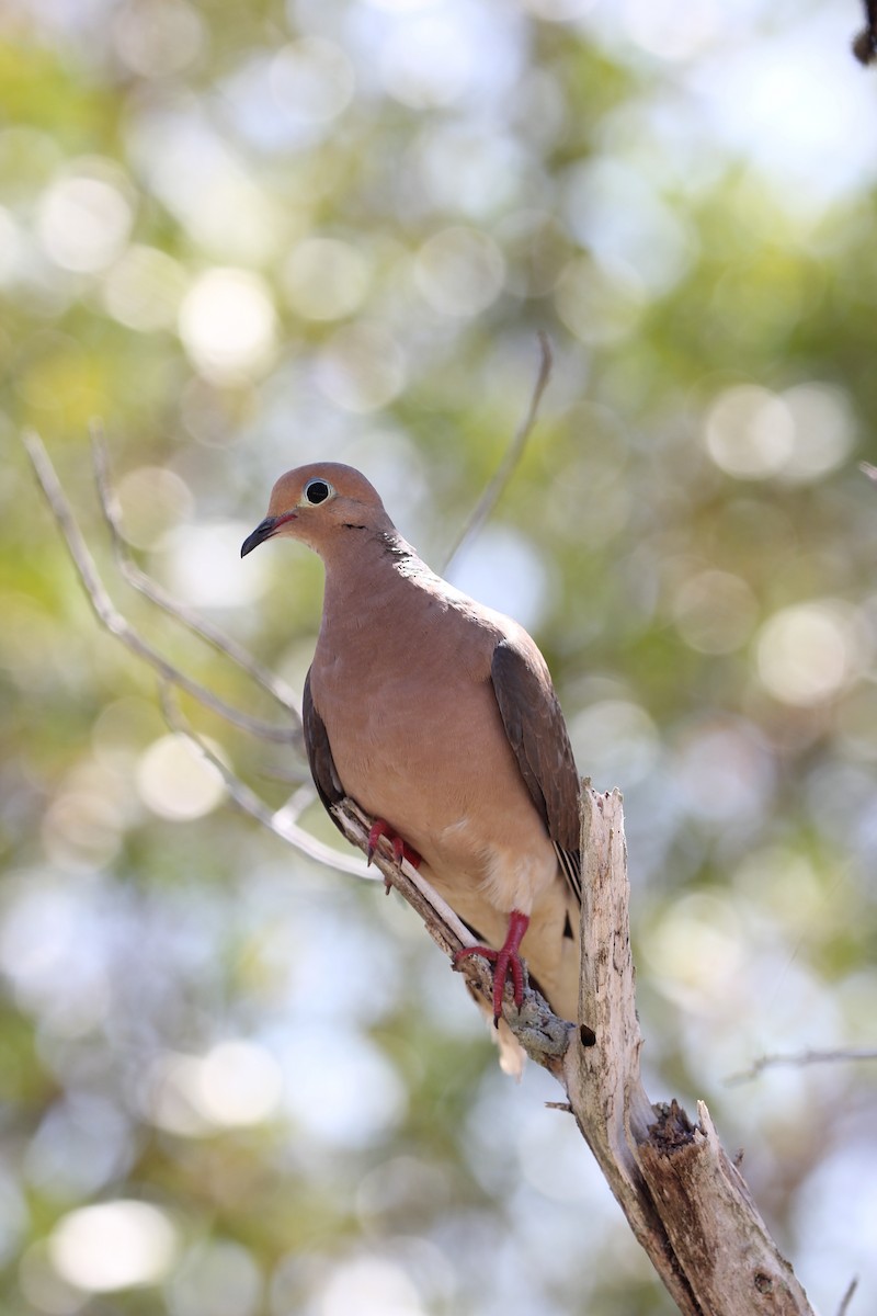 Mourning Dove - Aaron Yappert