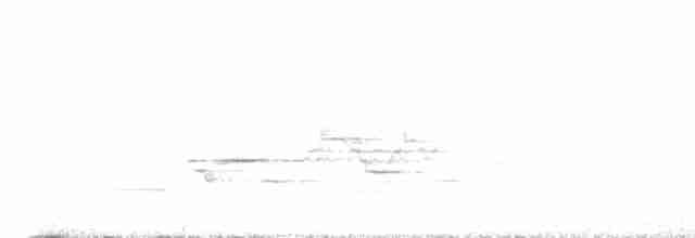 Дрізд-короткодзьоб плямистоволий - ML596012921