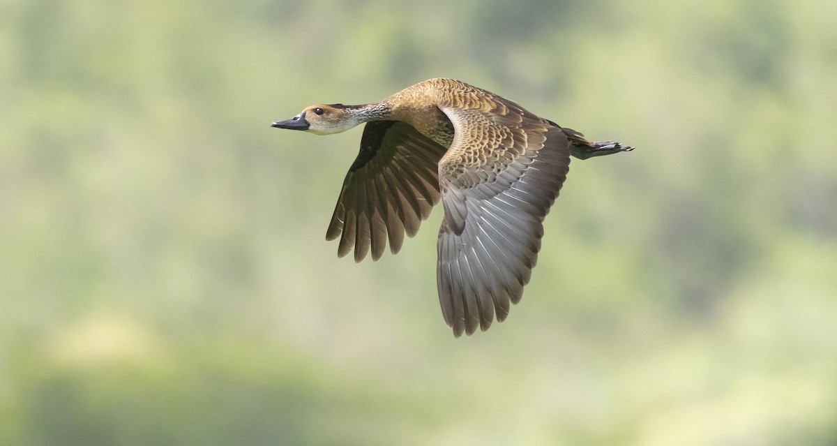 West Indian Whistling-Duck - ML596013771