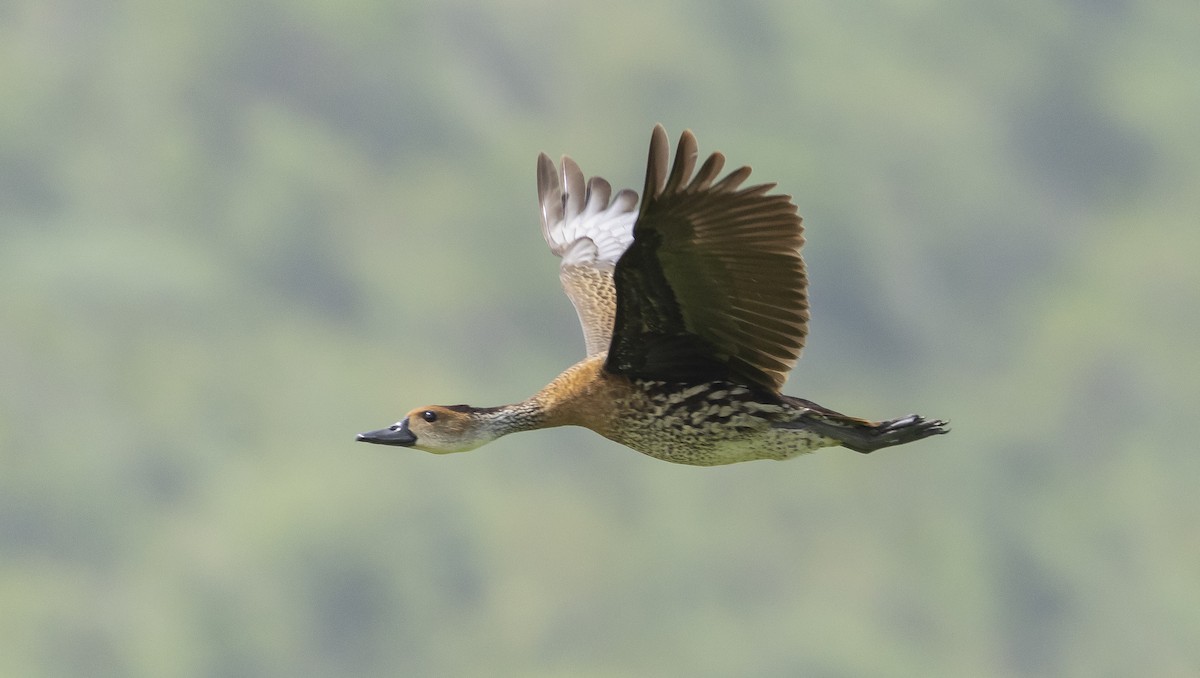 West Indian Whistling-Duck - ML596013781