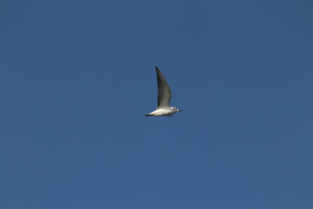 White-winged Tern - ML596016001