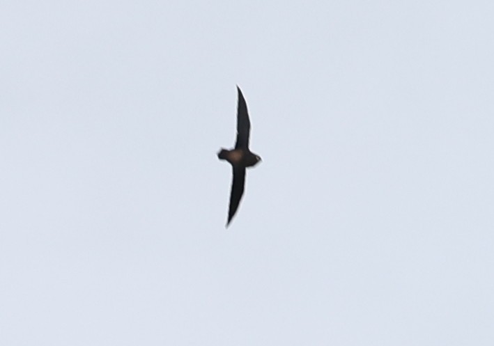 Brown-backed Needletail - ML596016451