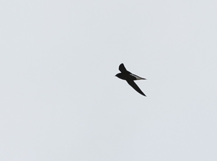 Brown-backed Needletail - ML596016461