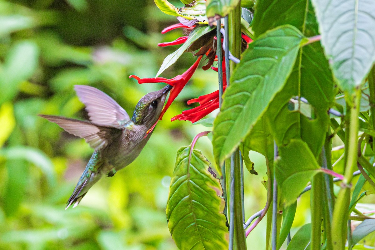 Ruby-throated Hummingbird - ML596022511