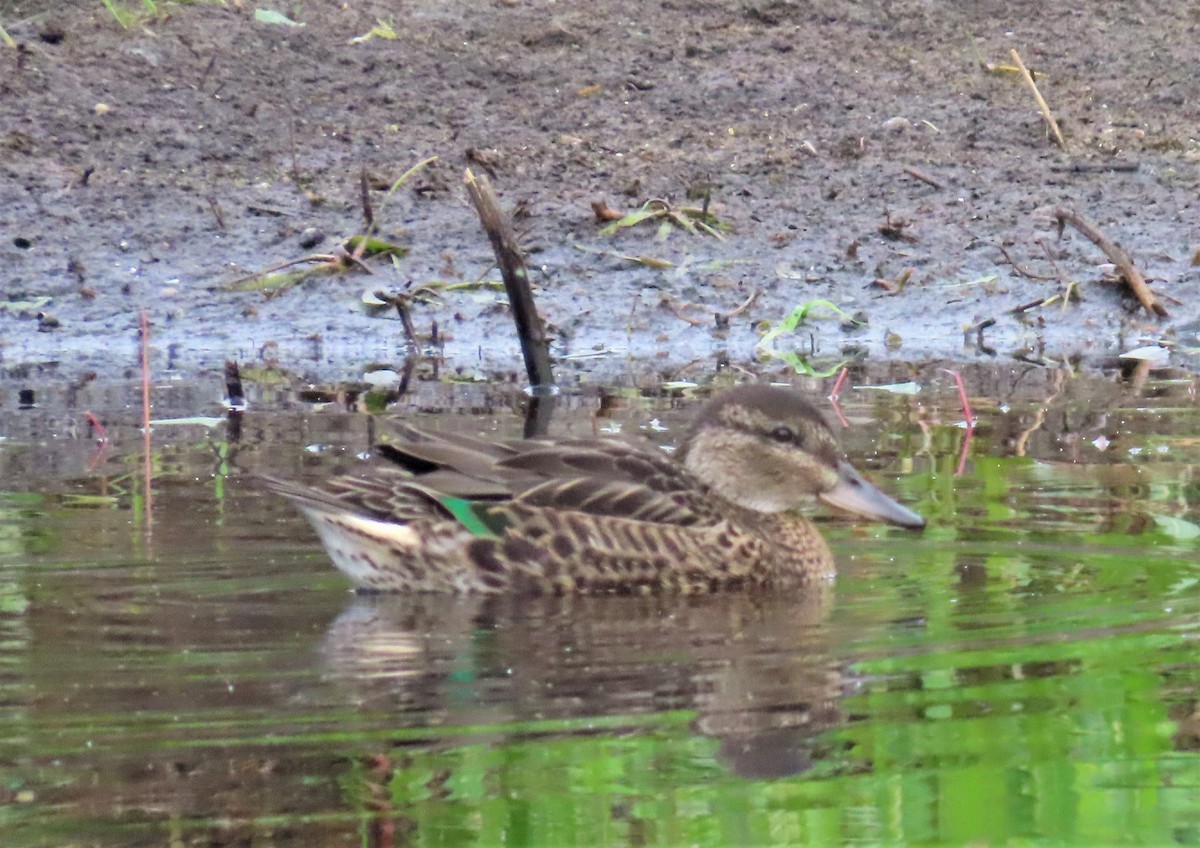 Green-winged Teal - ML596023171