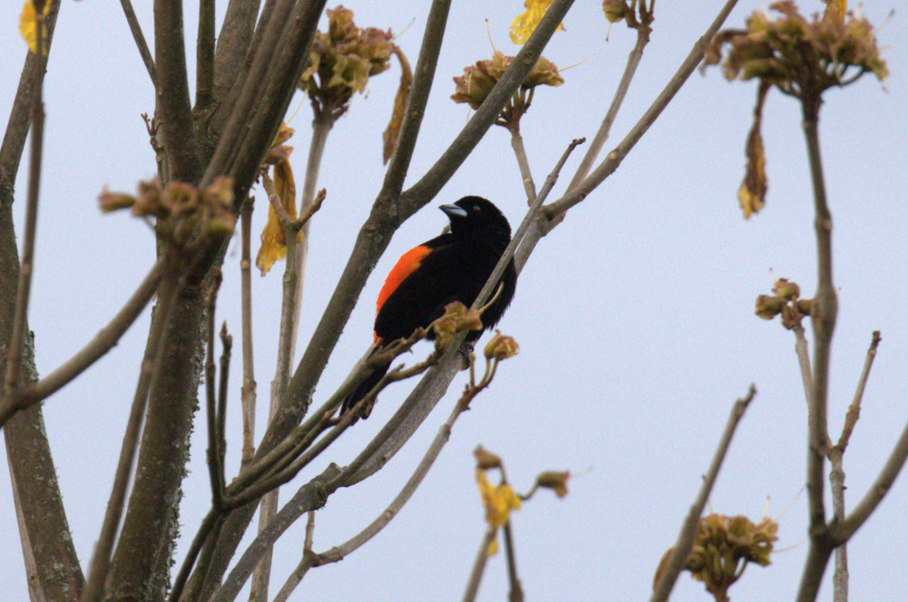 Flame-rumped Tanager - ML596023851