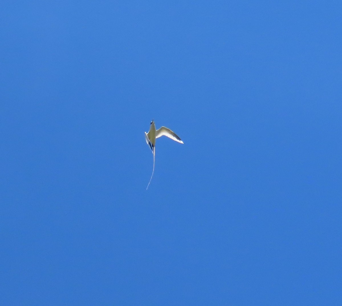 White-tailed Tropicbird - ML596026131