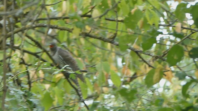 Common Cuckoo - ML596026791
