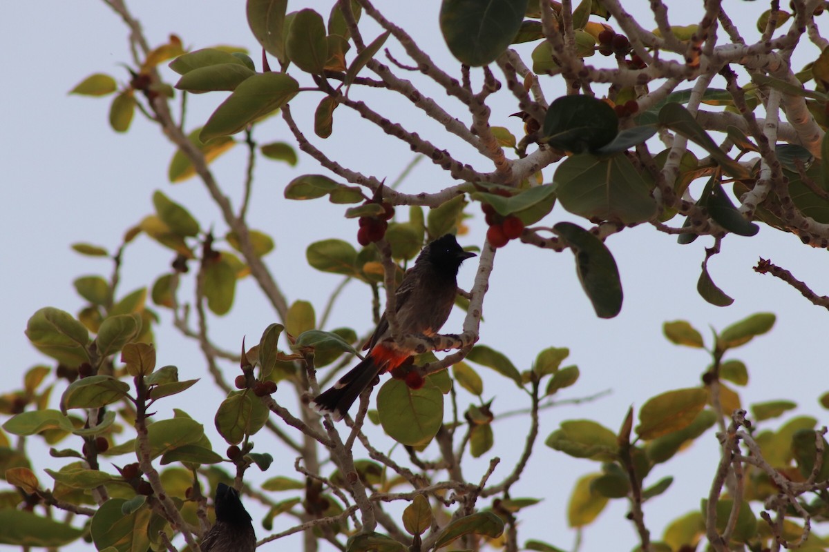 Red-vented Bulbul - ML596027871