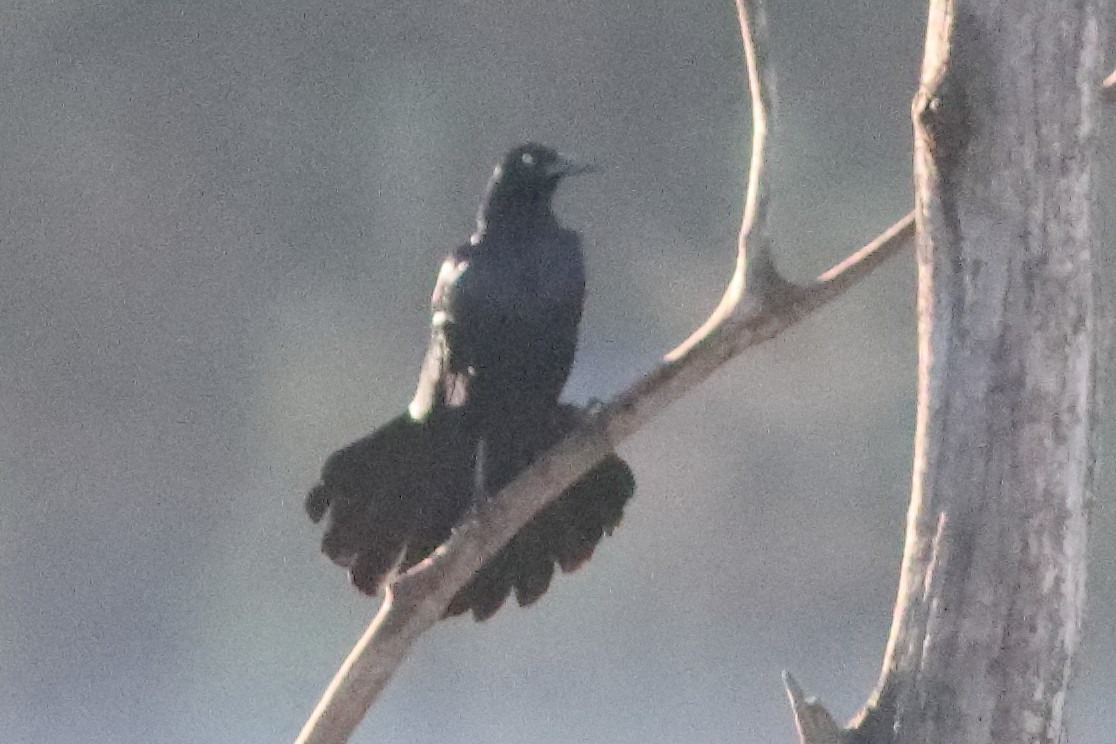 Great-tailed Grackle - ML596029231