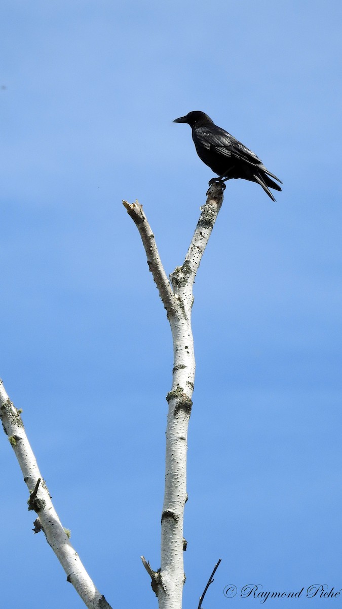 American Crow - ML59603081
