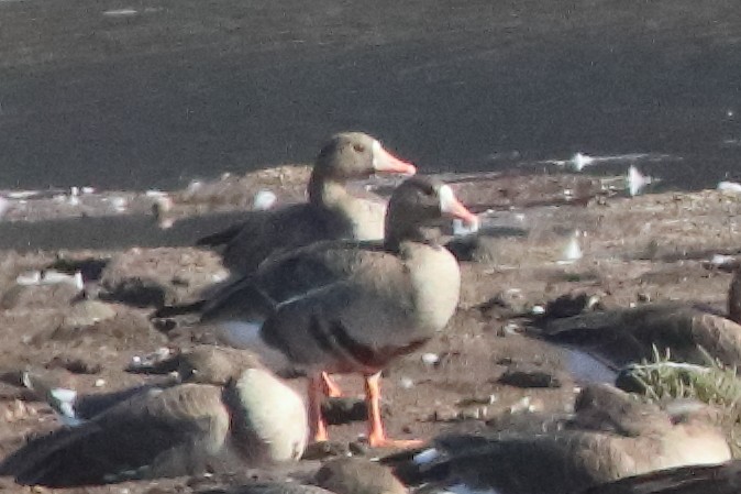 Greater White-fronted Goose - ML596032661