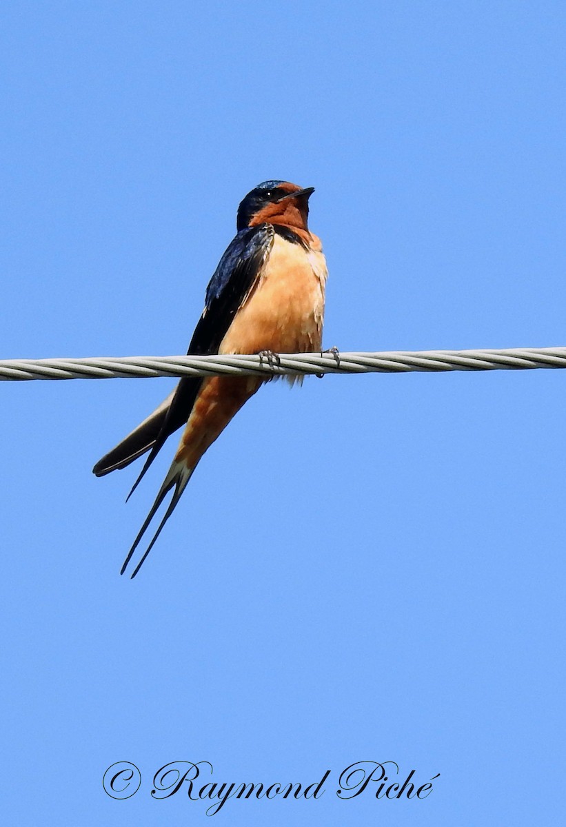 Barn Swallow - Raymond  Piché