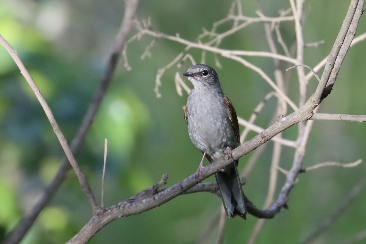 Brown-backed Solitaire - ML596037931