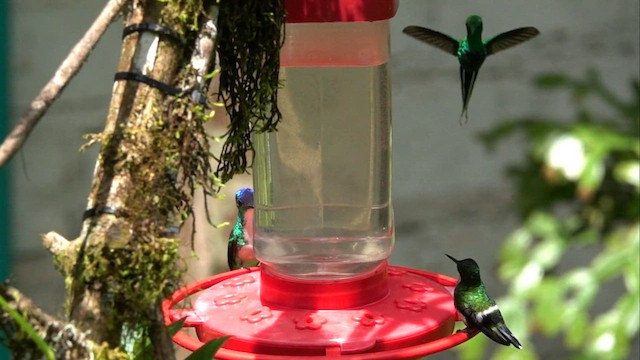 kolibřík trnoocasý - ML596050311