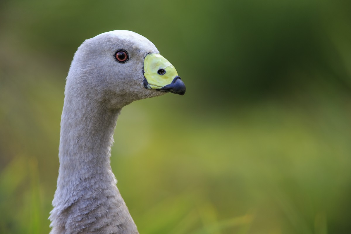 Cape Barren Goose - Michael Stubblefield