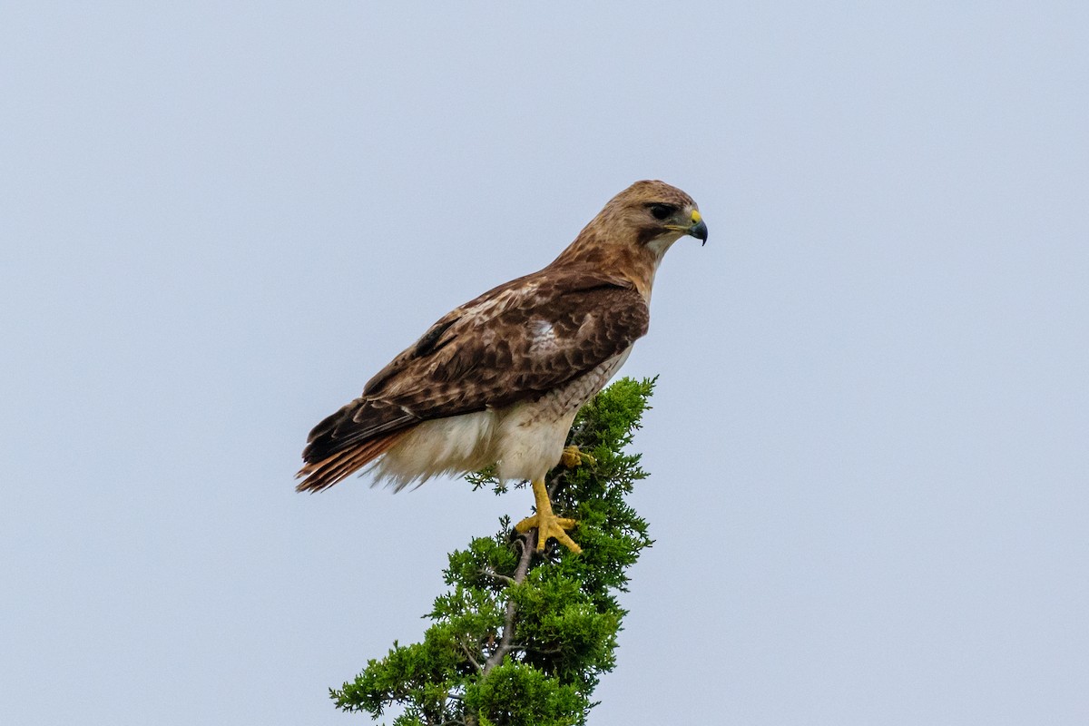 Red-tailed Hawk - ML596055801