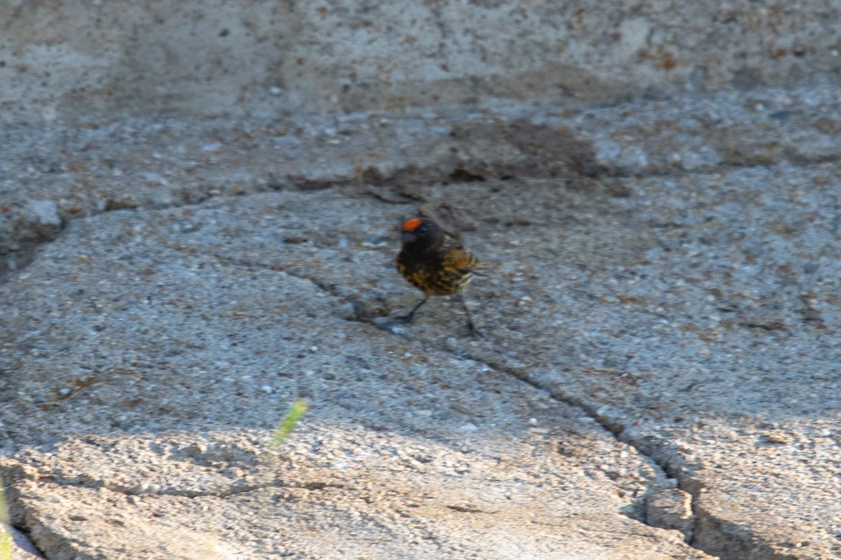 Fire-fronted Serin - ML596058821