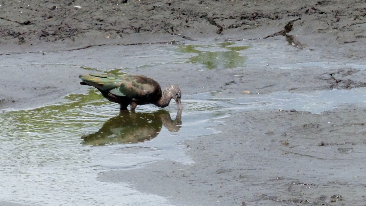 Glossy Ibis - Diana Miller