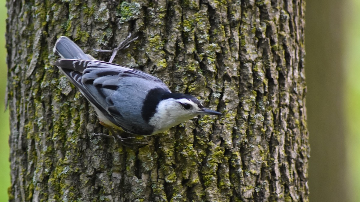 White-breasted Nuthatch - ML59607041