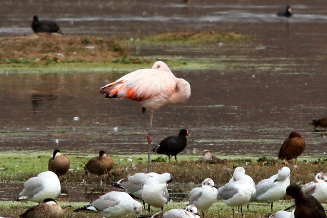Chilean Flamingo - ML59607101