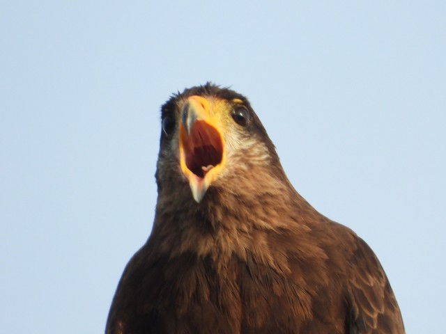 Photos - Cuban Black Hawk - Buteogallus gundlachii - Birds of the World