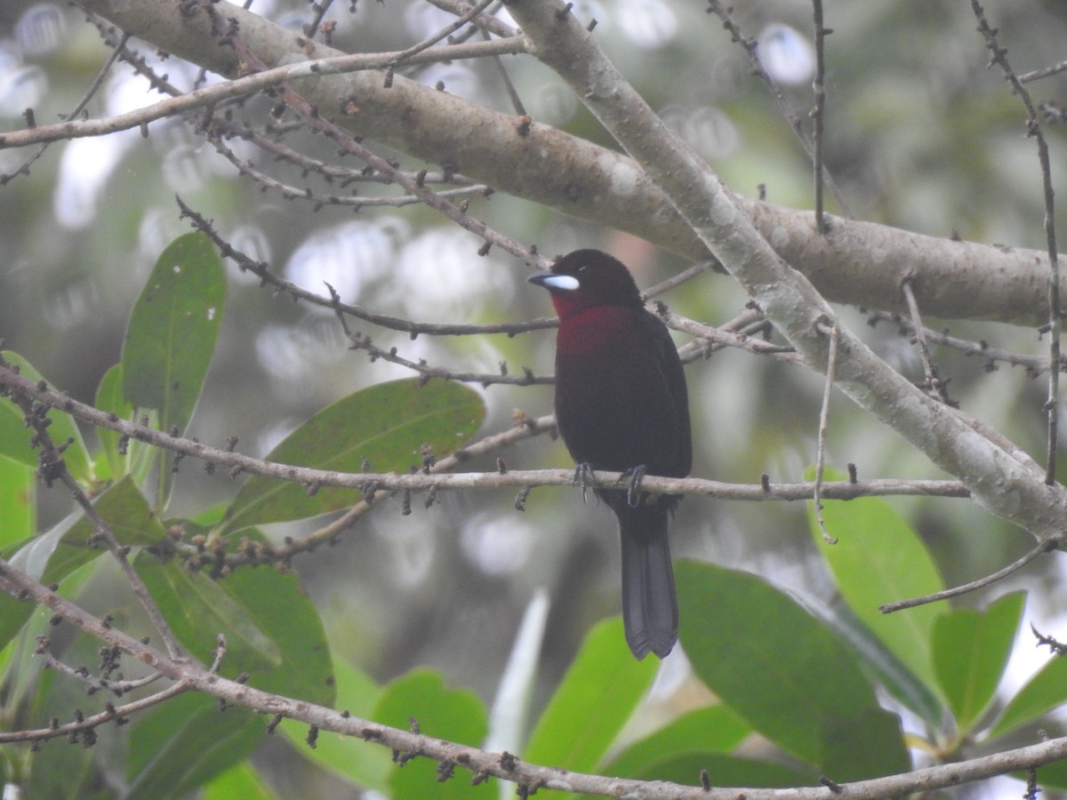 Silver-beaked Tanager - ML596072191