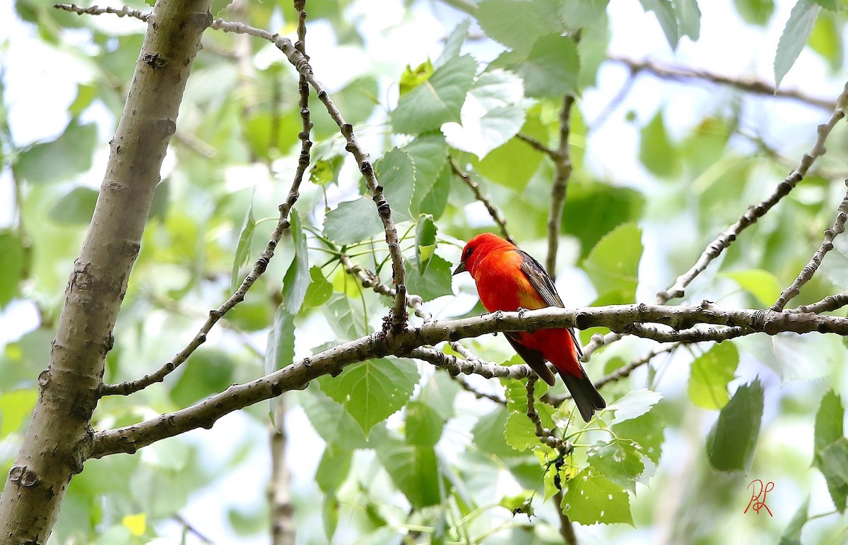 Scarlet Tanager - ML59607351