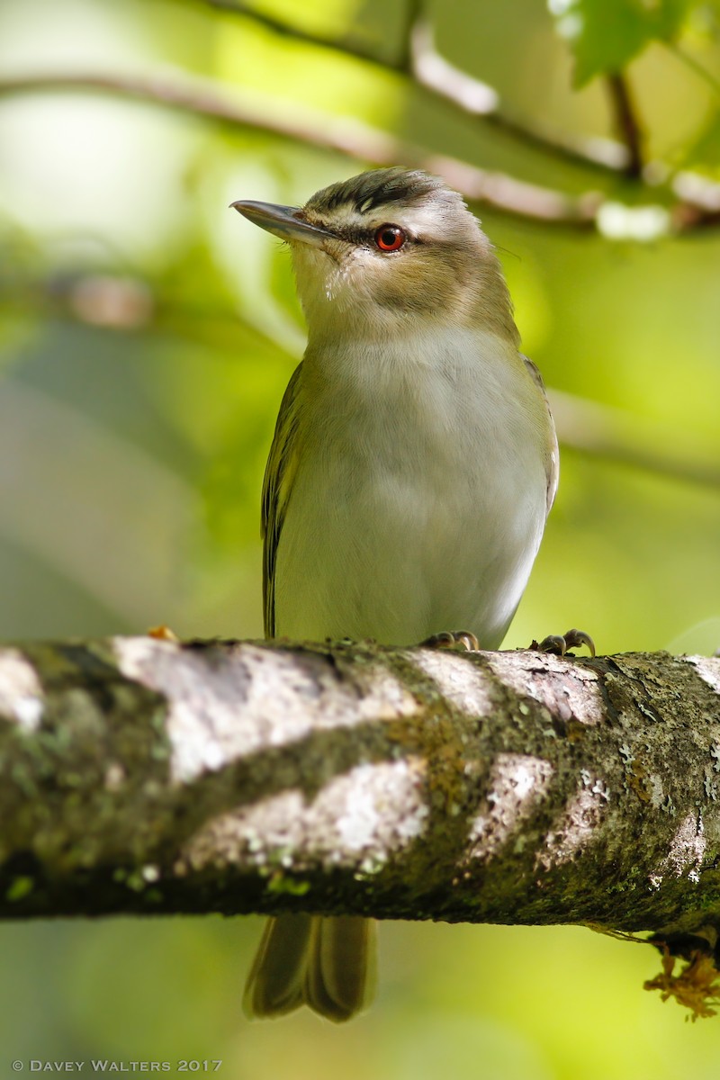 Red-eyed Vireo - Davey Walters